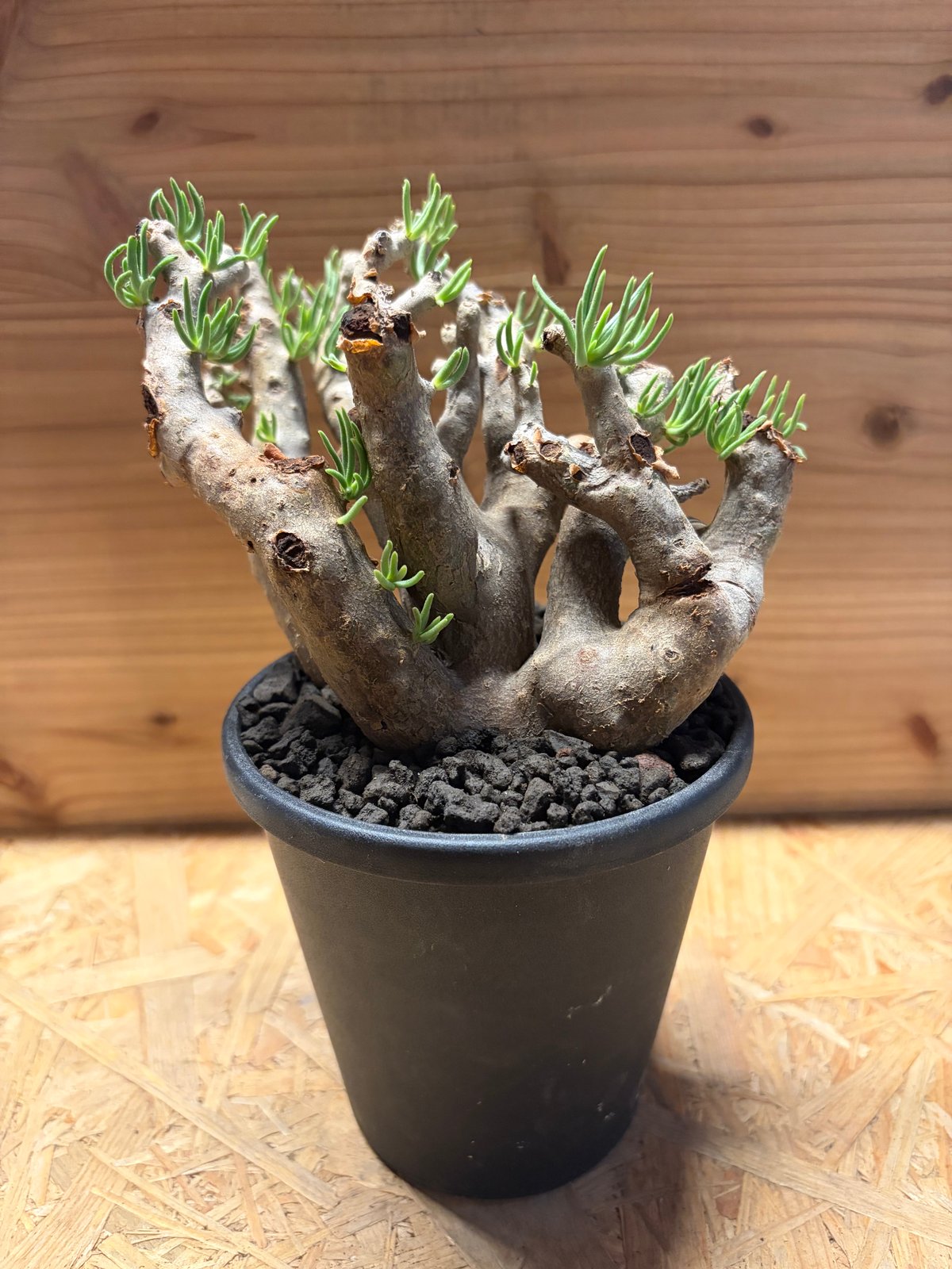 チレコドン ハリー | GREEN LUCK