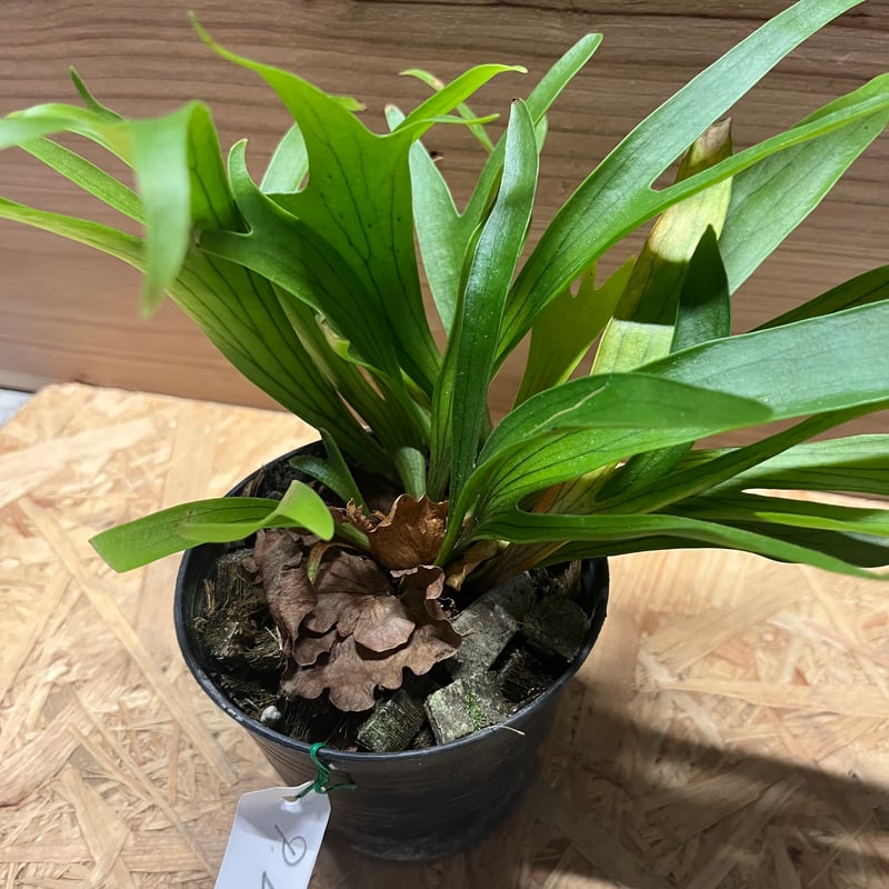 ビカクシダ コロナリウム ドラゴンツリー | GREEN LUCK