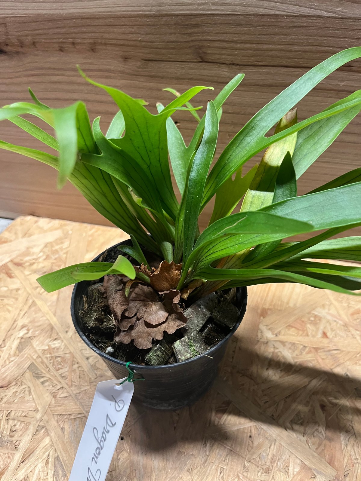 ビカクシダ コロナリウム ドラゴンツリー | GREEN LUCK