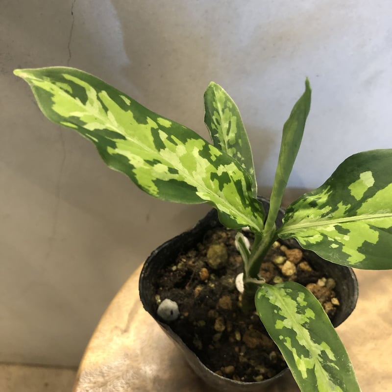 アグラオネマ　タイプ　エウレカ　トリカラー アグラオネマ ピクタム トリカラー エウレカタイプ | GREEN LUCK