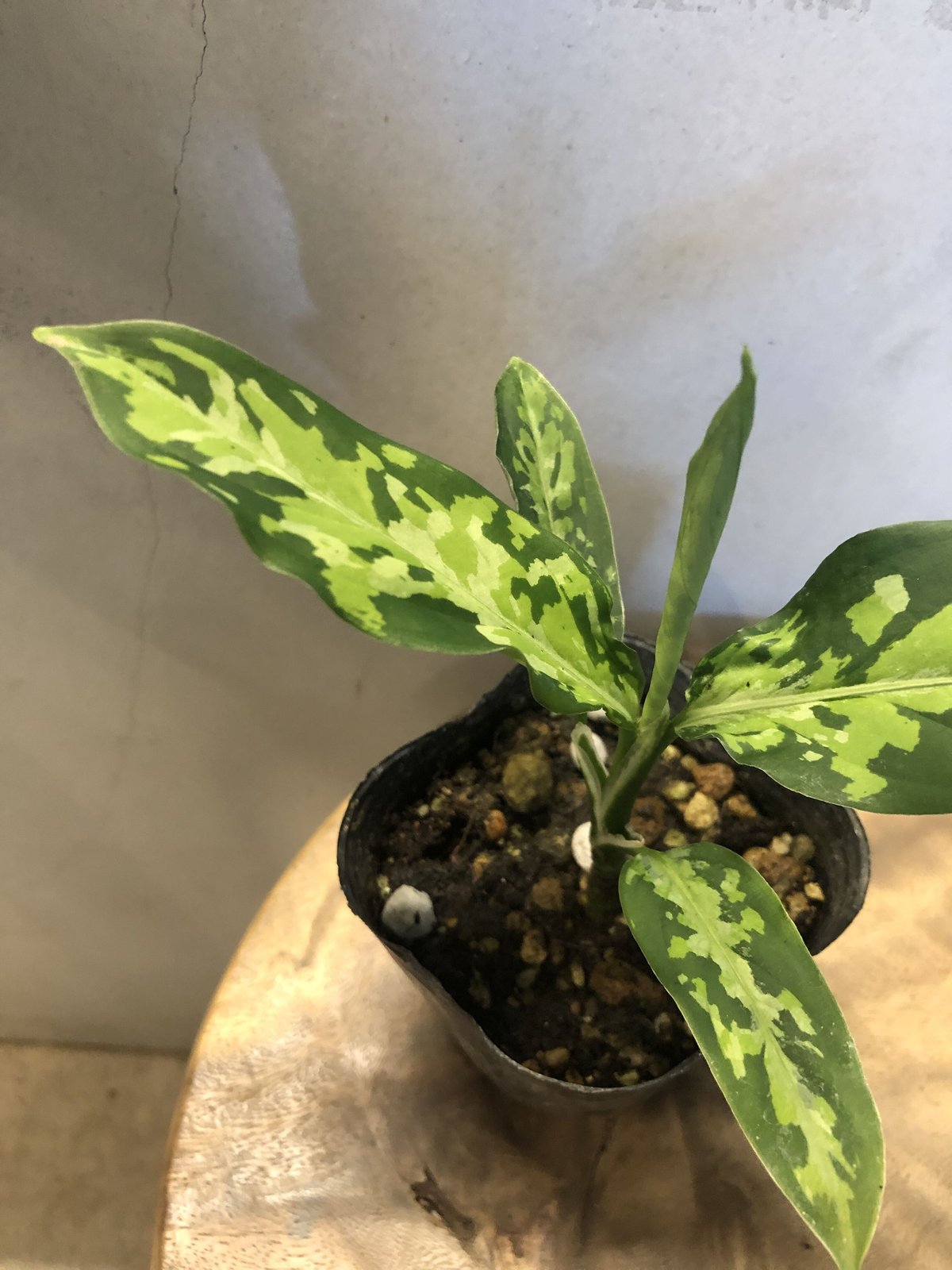 アグラオネマ ピクタム トリカラー エウレカタイプ | GREEN LUCK アグラオネマ ピクタム トリカラー エウレカタイプ | GREEN LUCK