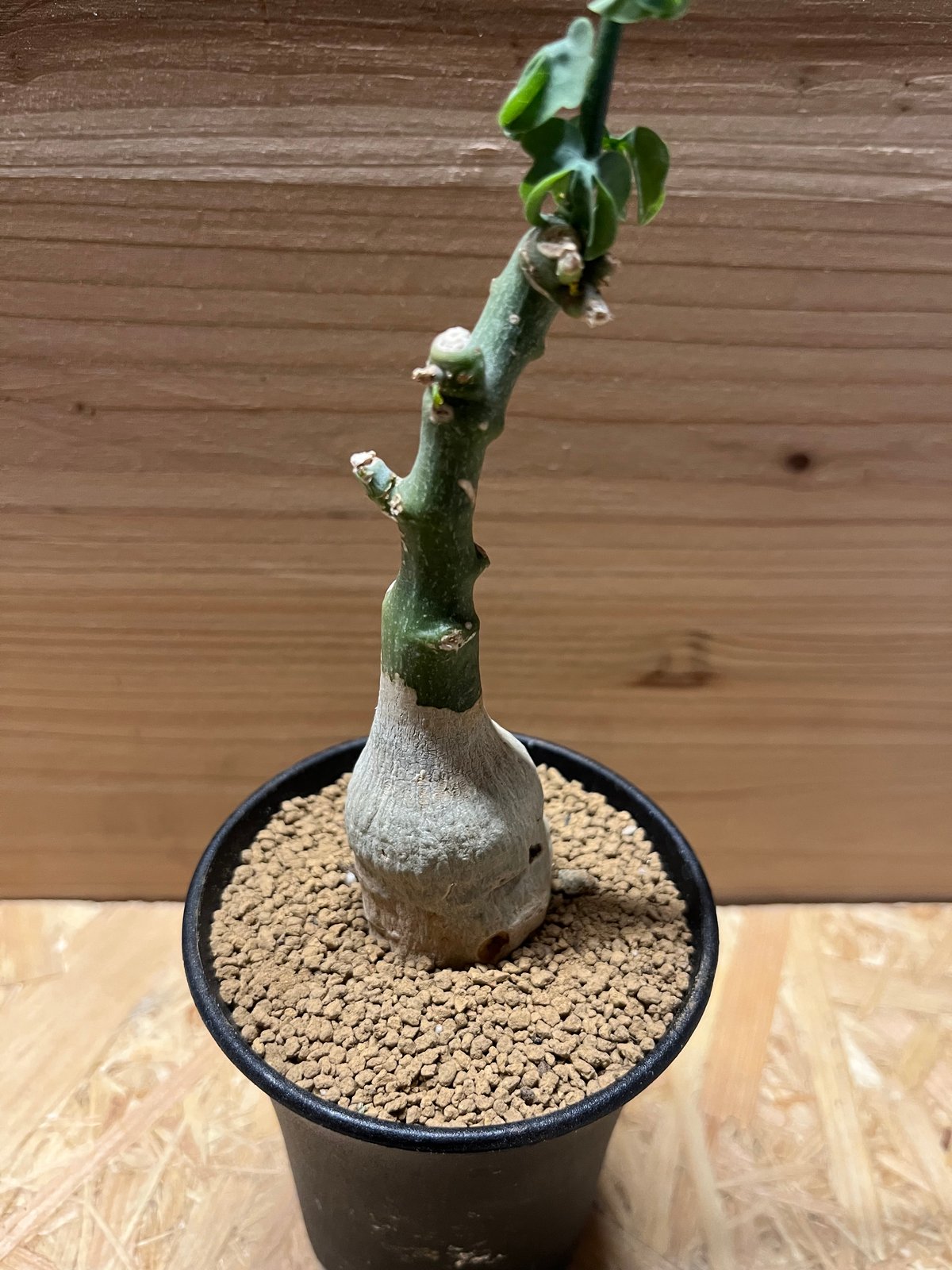 アデニア フルチコーサ | GREEN LUCK