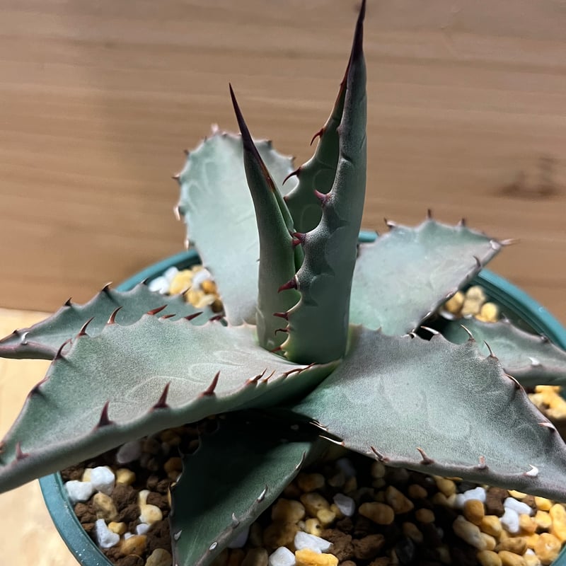 アガベ パリー ネオメキシカーナ | GREEN LUCK