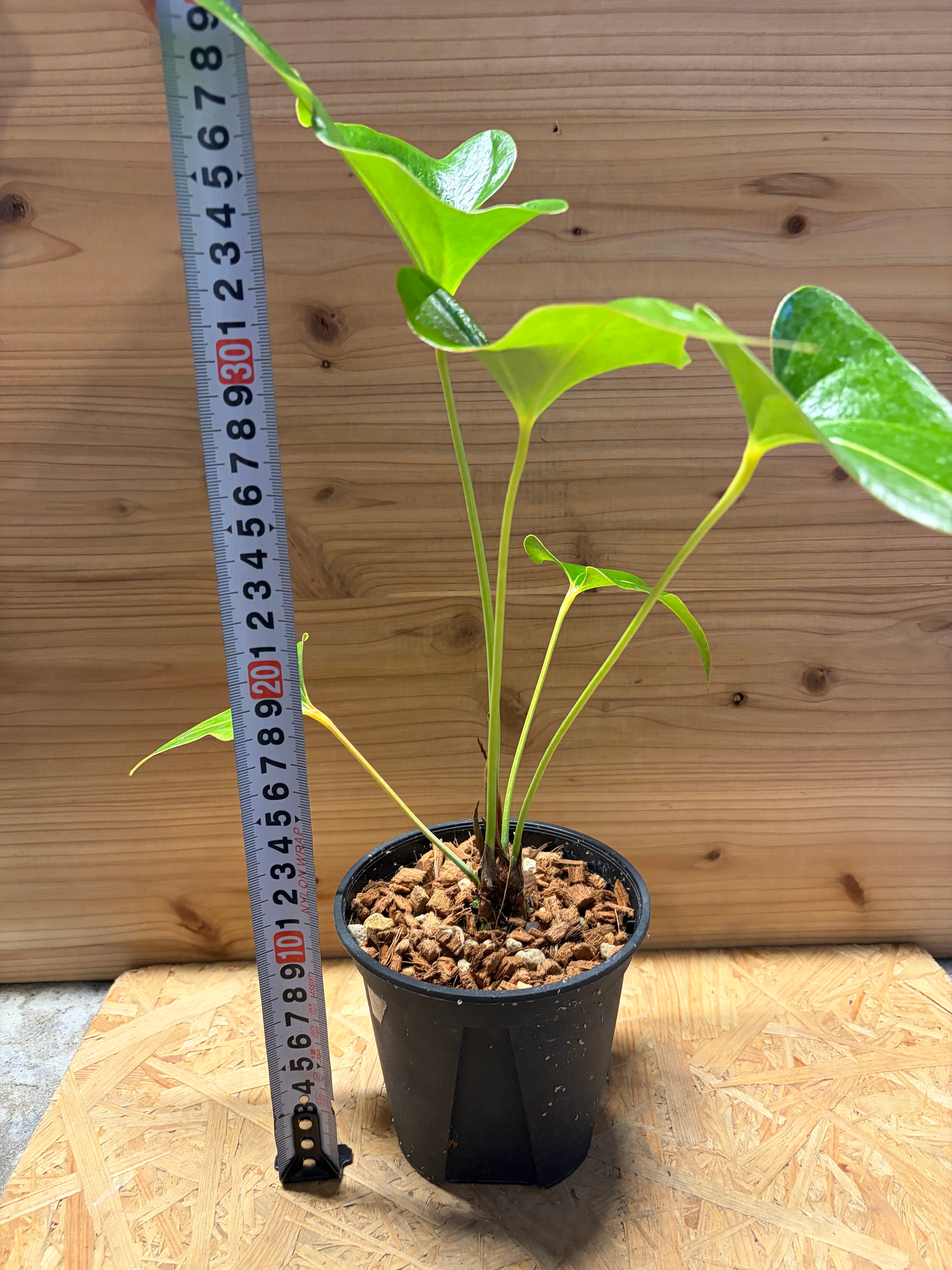 アンスリウム　ブロウニー　Anthurium Brownie 斑入り　激レア アンスリウム ブロウニー | GREEN LUCK