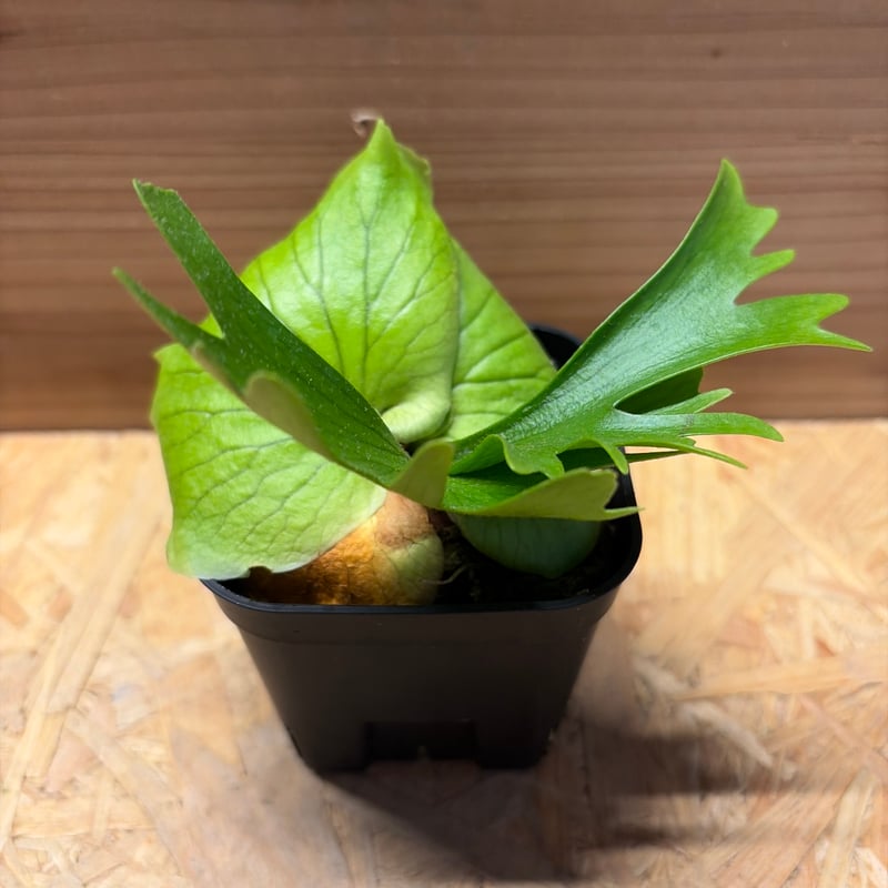 ビカクシダ コロナリウム | GREEN LUCK