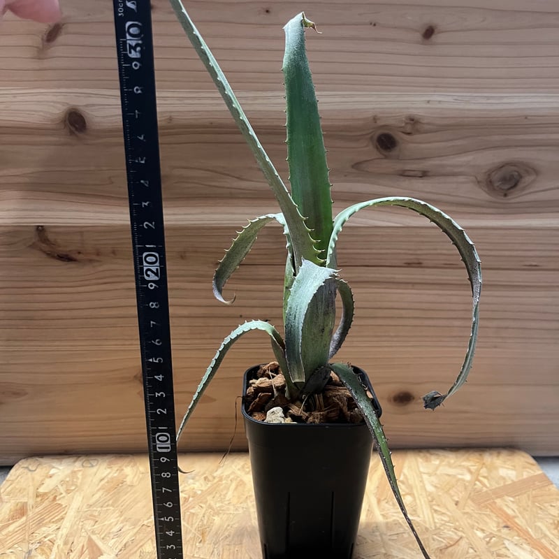 エクメア トカンティナ | GREEN LUCK