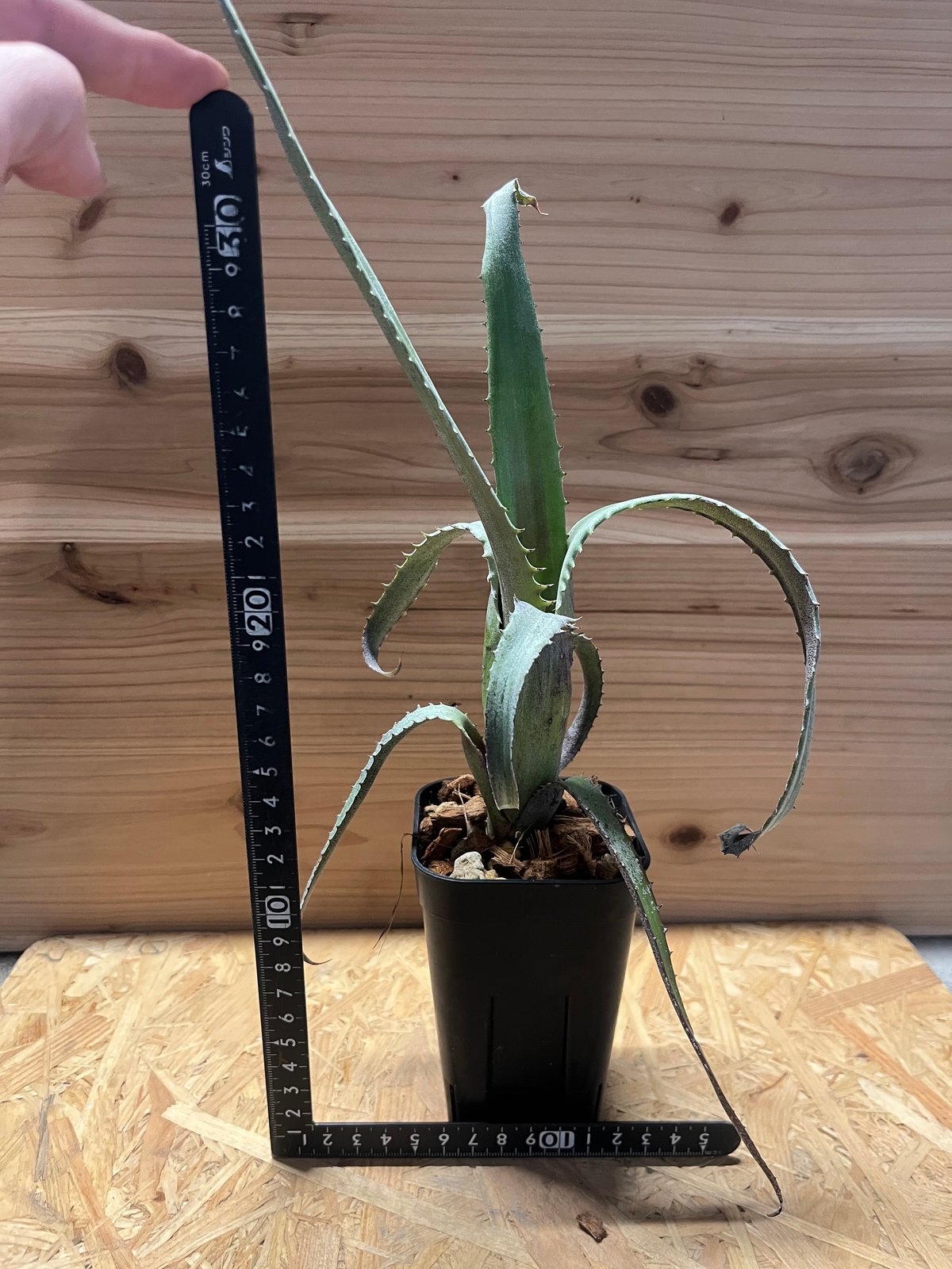 エクメア トカンティナ | GREEN LUCK