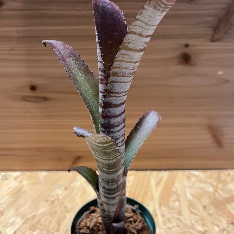 ビルベルギア ユーチューブ | GREEN LUCK