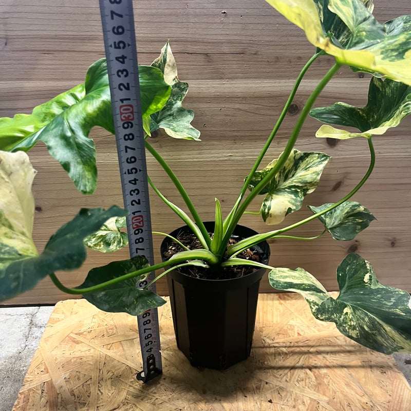 フィロデンドロン セローム 斑入り | GREEN LUCK