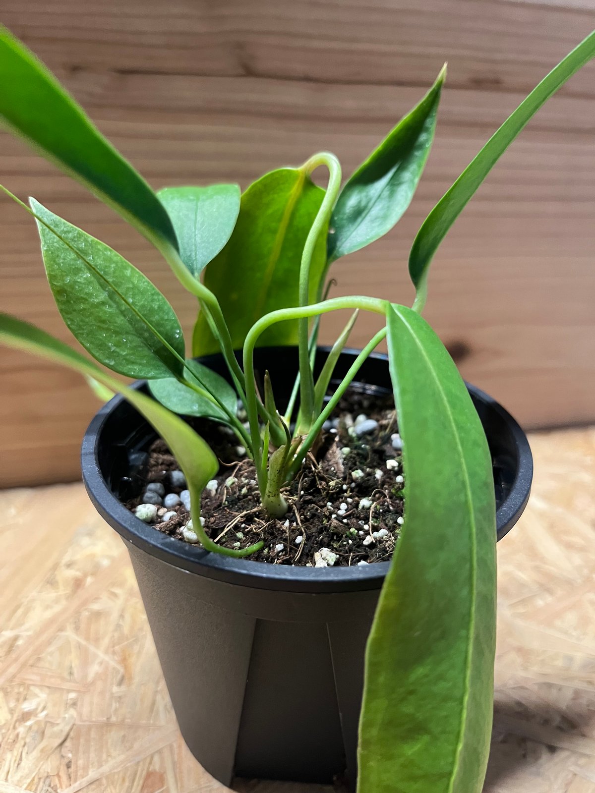 G*5様 アンスリウム　ウェンドリンゲリ アンスリウム・ウェンドリンゲリ (Anthurium wendlingeri)