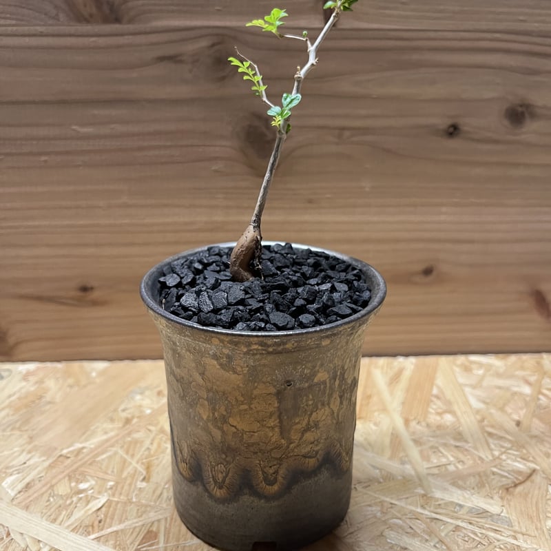 オペルクリカリア パキプス実生×かみ山陶器 | GREEN LUCK