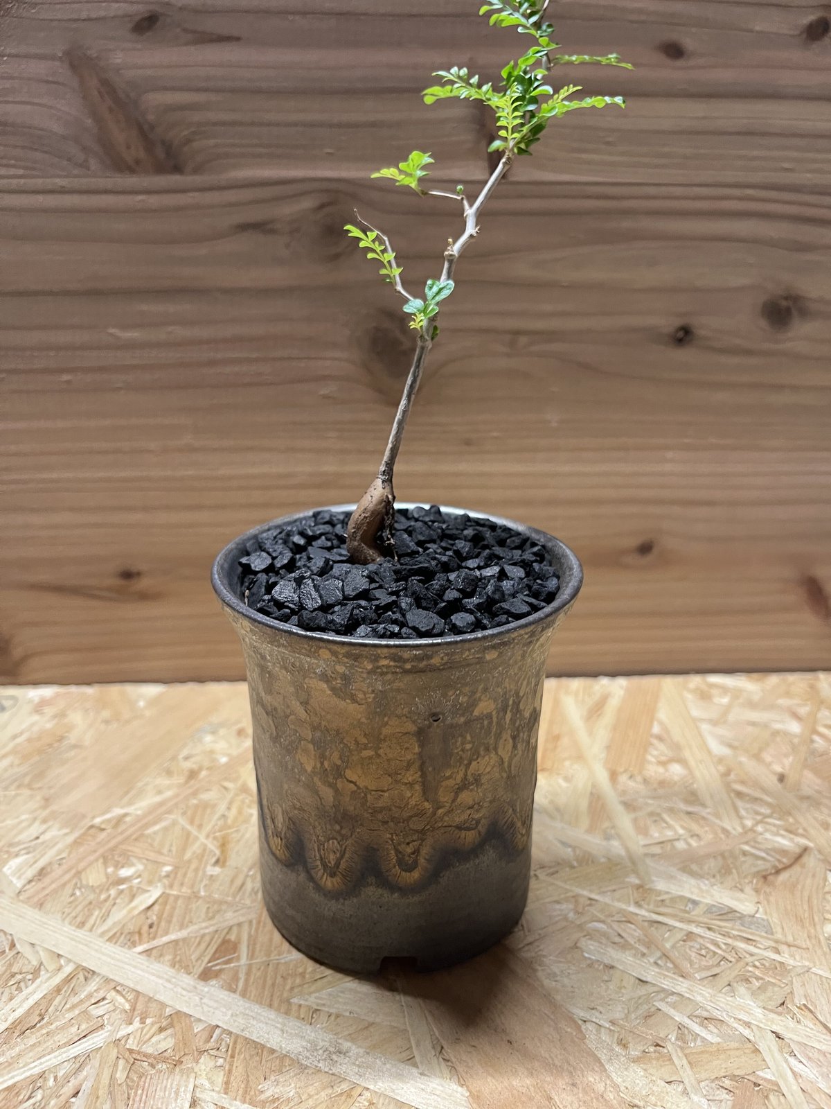 実生オペルクリカリアパキプス　8号鉢 植物×鉢】オペルクリカリア パキプス 実生株 × 保田修作 陶作鉢 | A