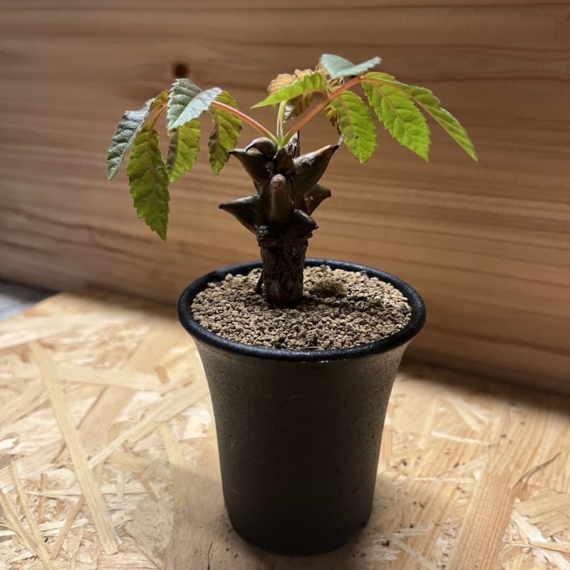 ベイセリア メキシカーナ | GREEN LUCK