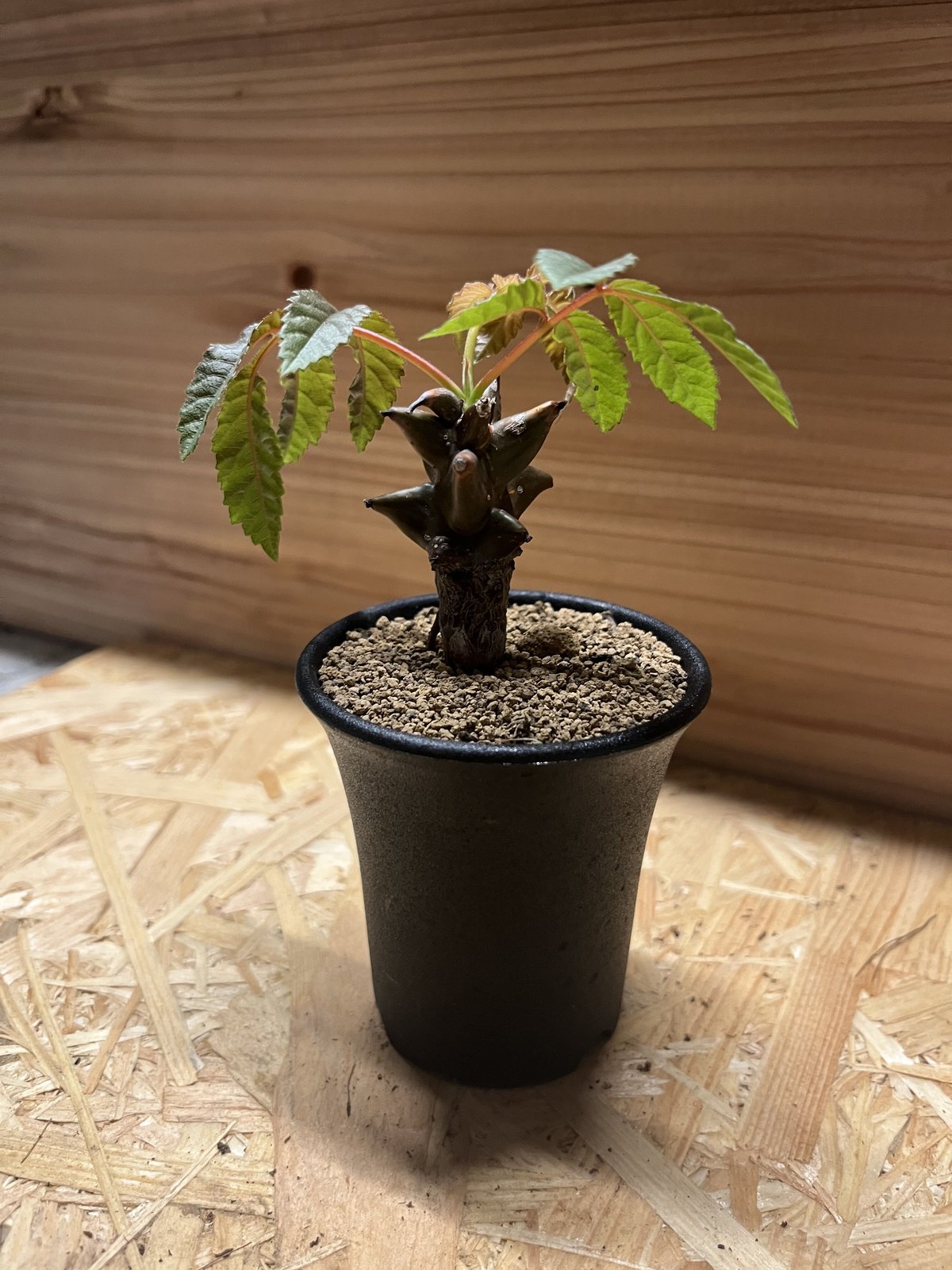 ベイセリア メキシカーナ | GREEN LUCK