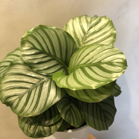 カラテア　オルビフォリア