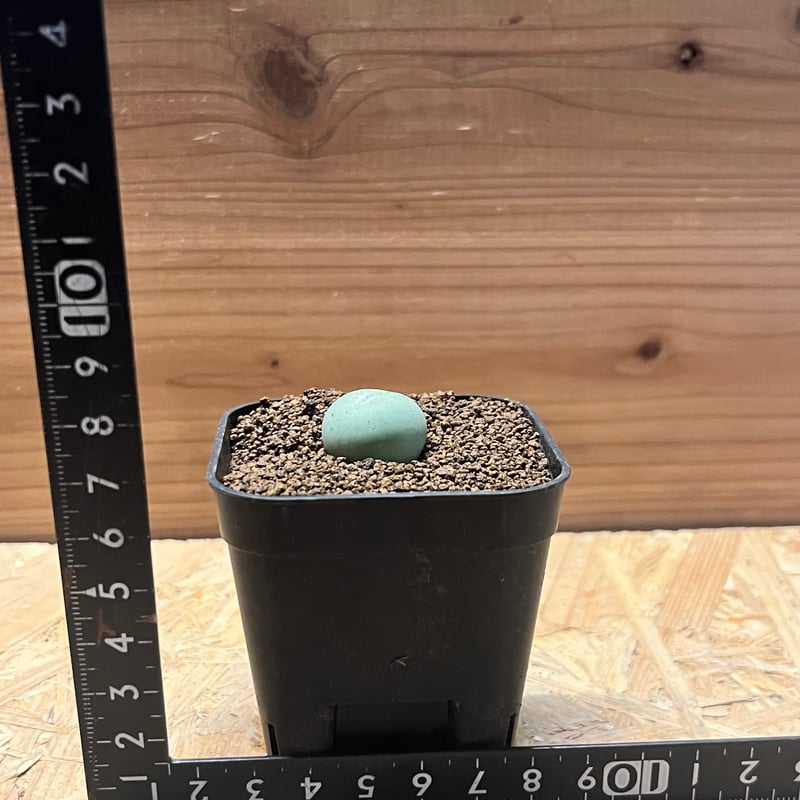 コノフィツム カルキュルス | GREEN LUCK