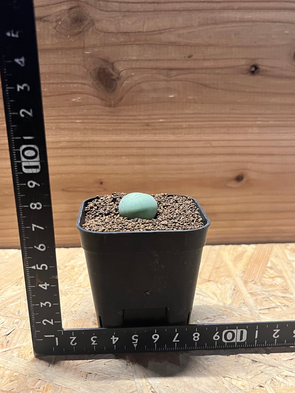 コノフィツム カルキュルス | GREEN LUCK