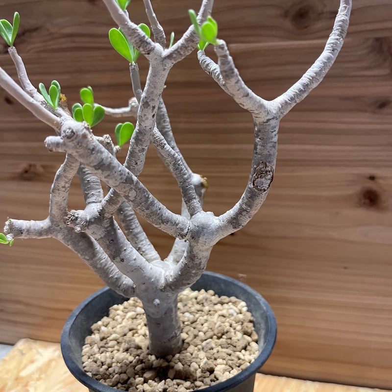 オトンナ フルカタ | GREEN LUCK