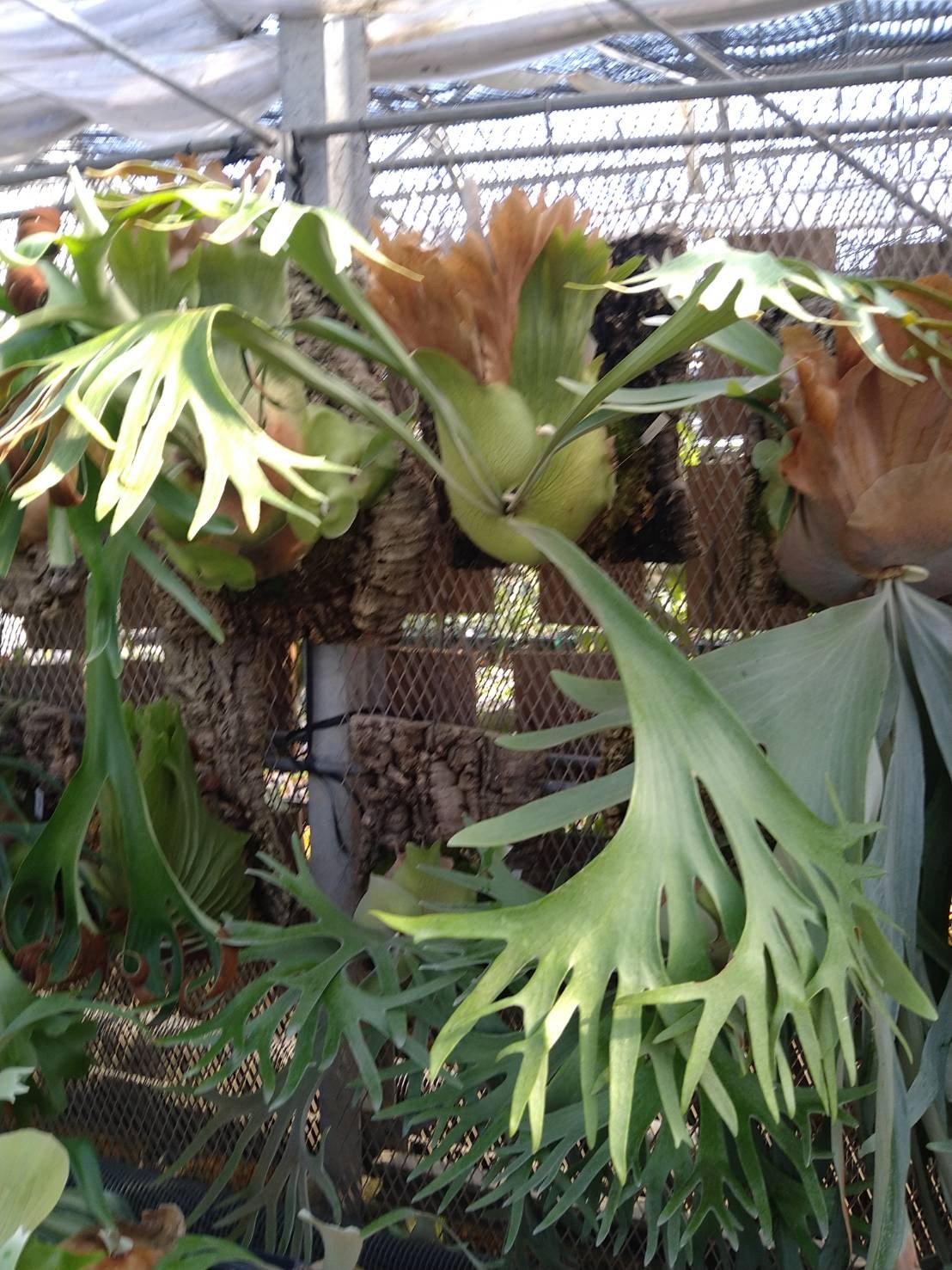 ビカクシダ SSフーン | GREEN LUCK