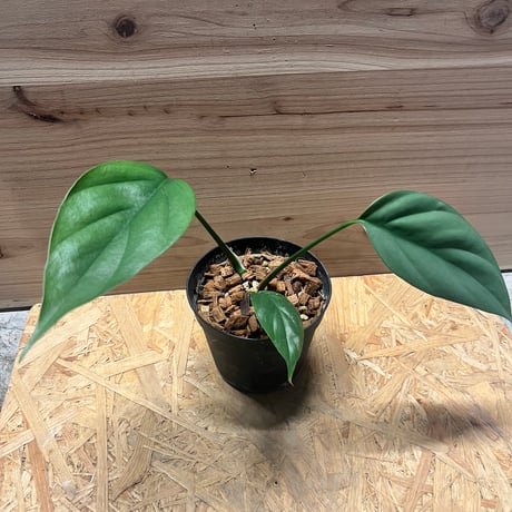 ラフィドフォラ | STORES