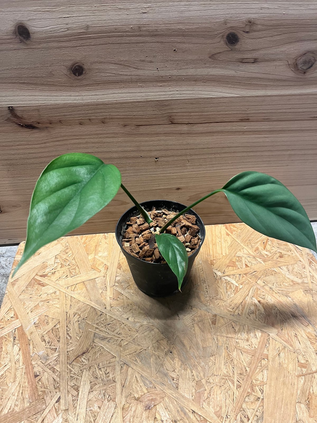 希少 観葉植物 ラフィドフォラ　 テトラスペルマ　ワイルドフォーム 送料1500円】ラフィドフォラ テトラスペルマ(ARAKI) 8号2入