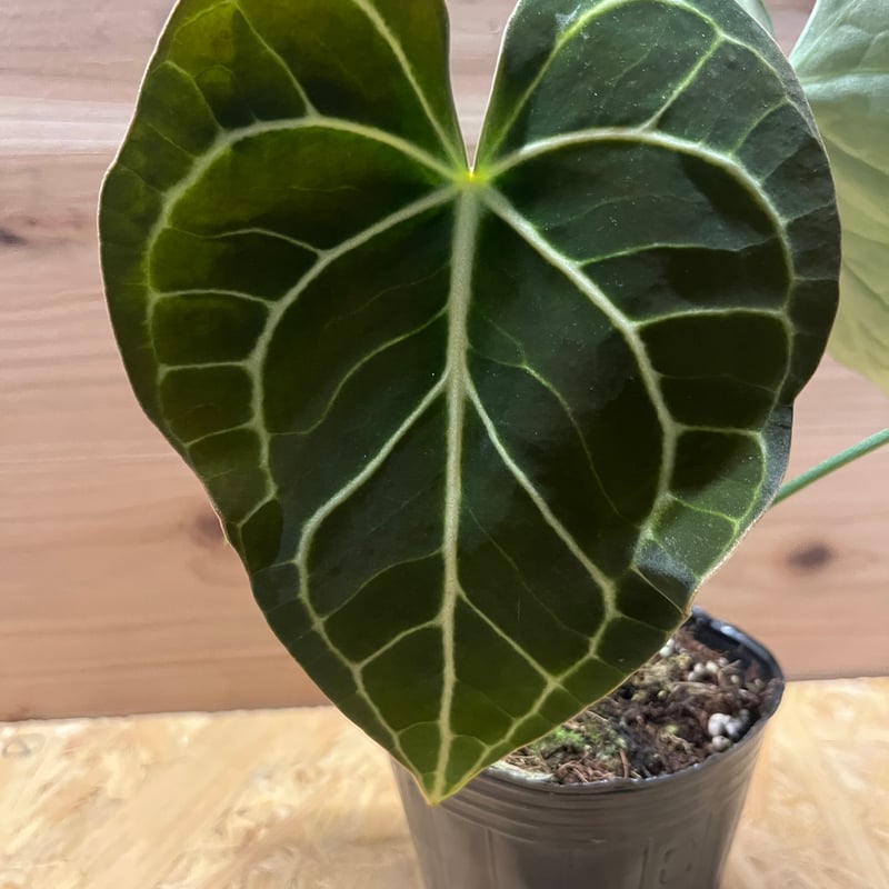 瓶ごと　アンスリウム　クラリネルビウム GKZ植物事典・アンスリウム・クラリネルウィウム