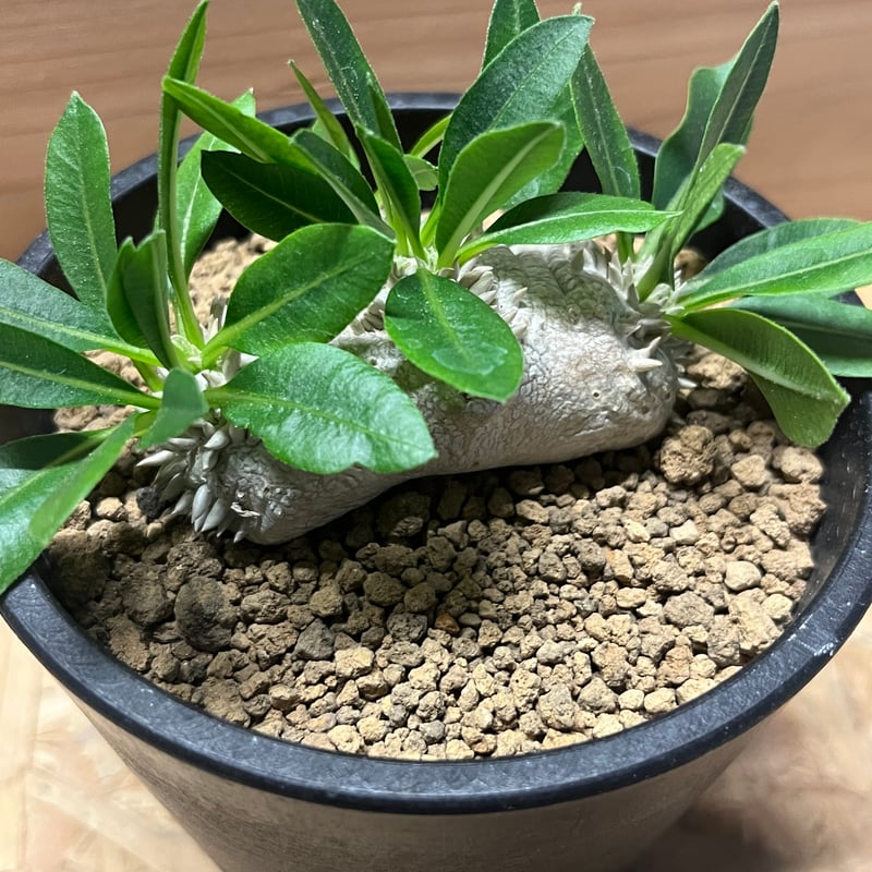 パキポディウム 恵比寿笑い | GREEN LUCK