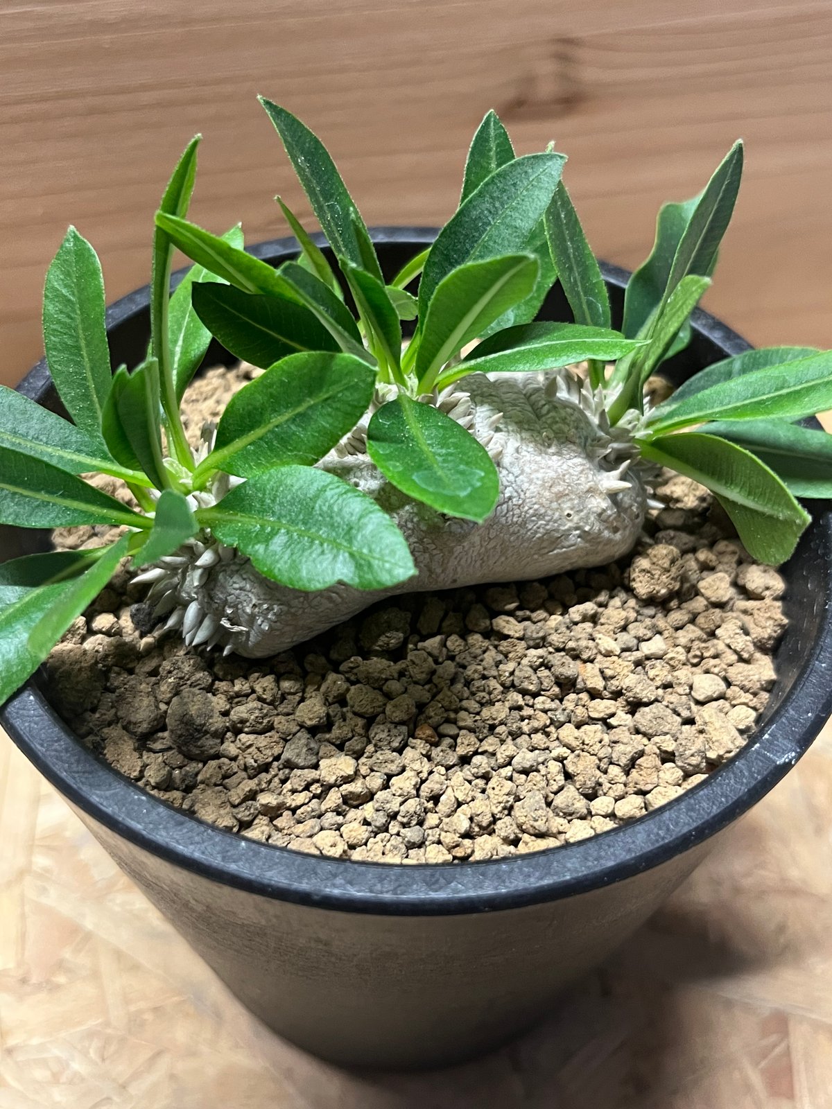 パキポディウム 恵比寿笑い Pachypodium brevicaule ⑥ fit=scale-down,w=1200