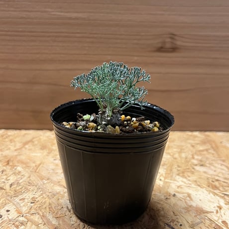 モンソニアペニクリナム | STORES