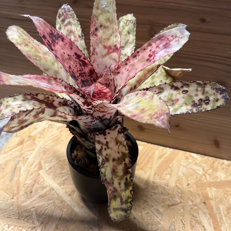 エクメア オーランディアナ スノーフレーク | GREEN LUCK