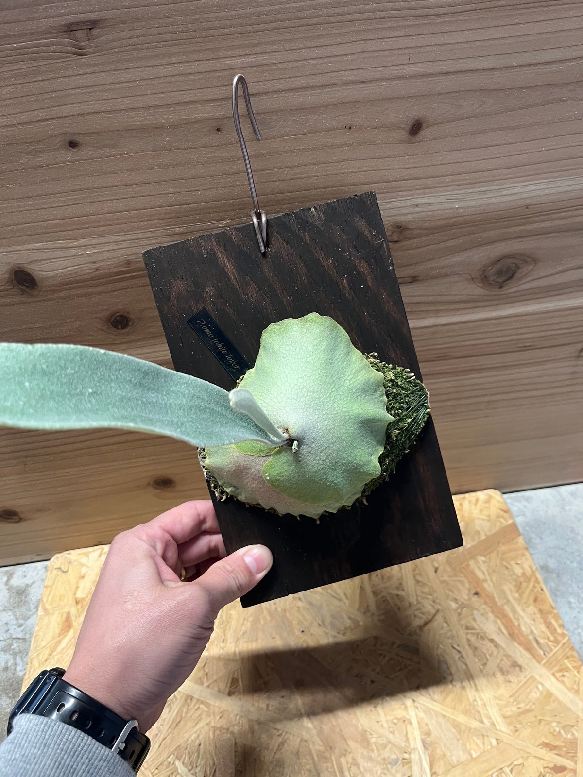 ビカクシダ オモ ホワイトラバー | GREEN LUCK