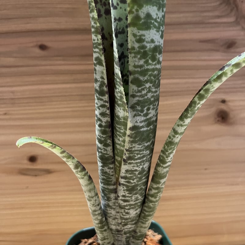 ケスネリア マルモラータ ティムプローマン | GREEN LUCK