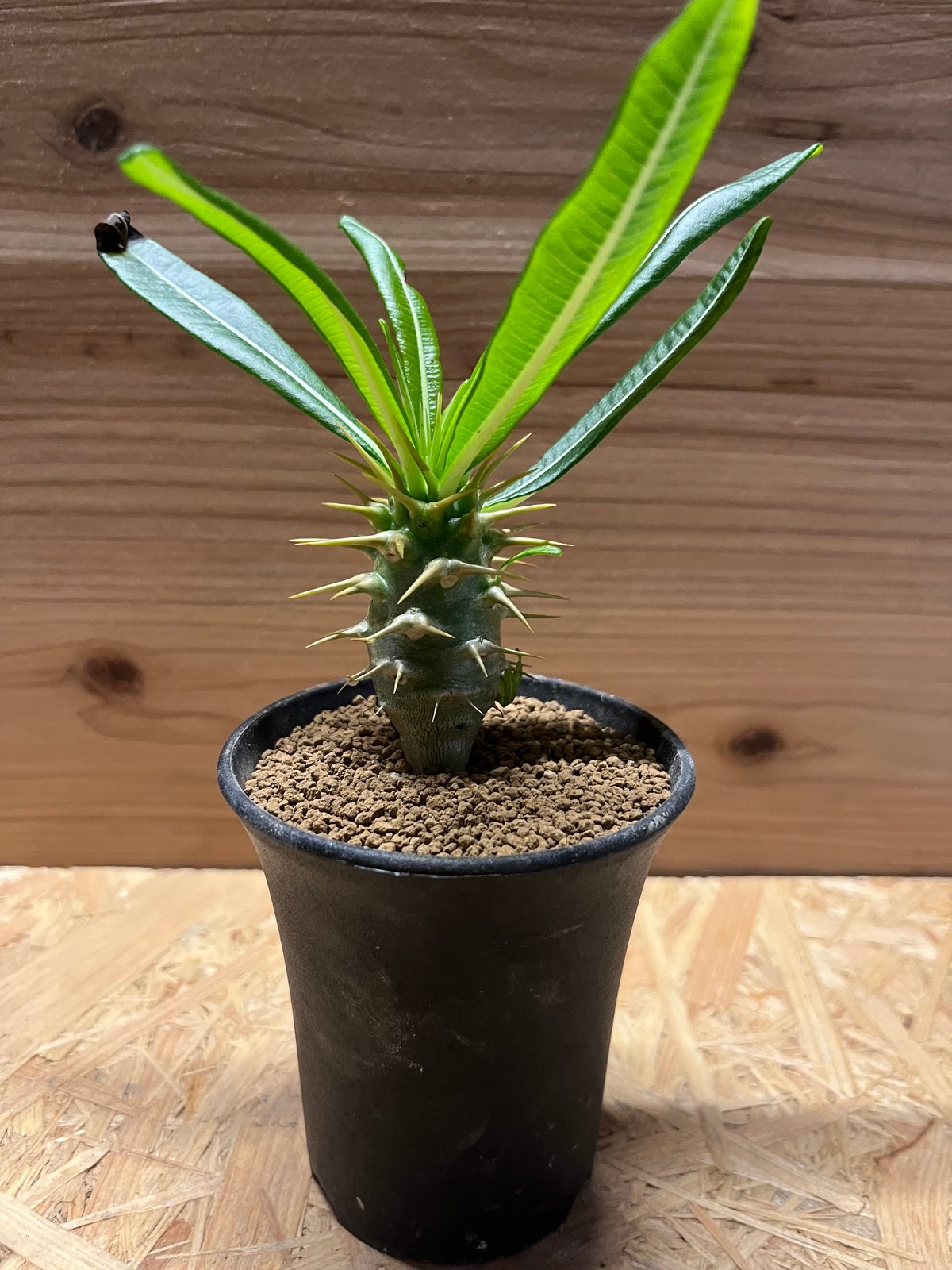 希少 パキポディウム アンボンゲンセ 観葉植物 アンボンゲンセ – Hachi-8