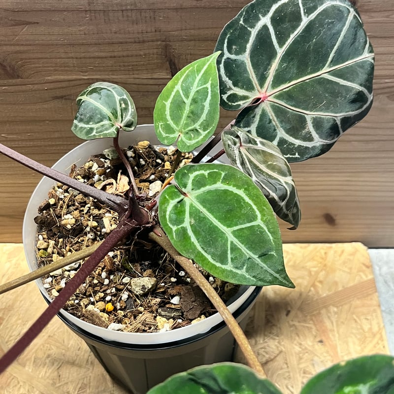 アンスリウム ジャンニーナ | GREEN LUCK