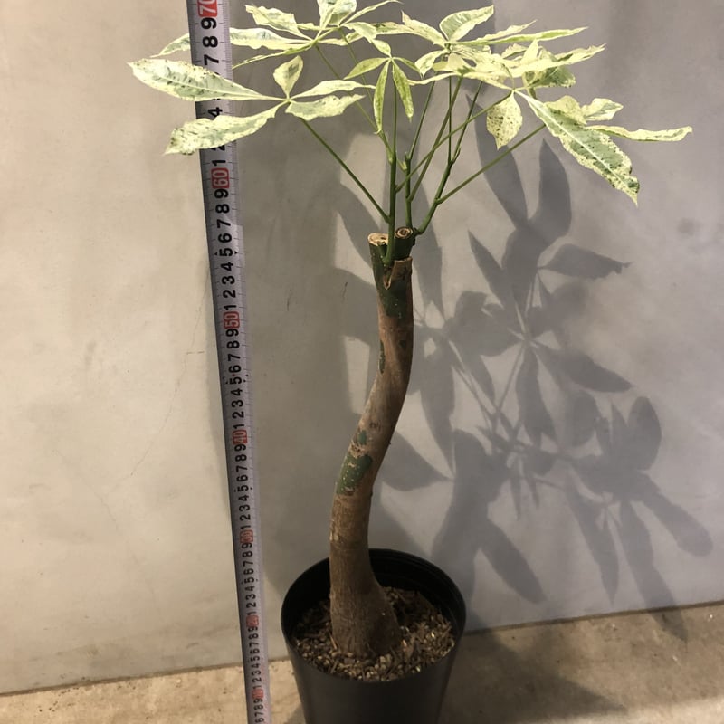 パキラ ミルキーウェイ | GREEN LUCK