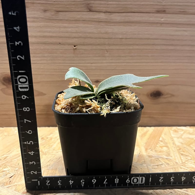 s*a様 ビカクシダ JEENY s*S様 ビカクシダ Jenny - メルカリ