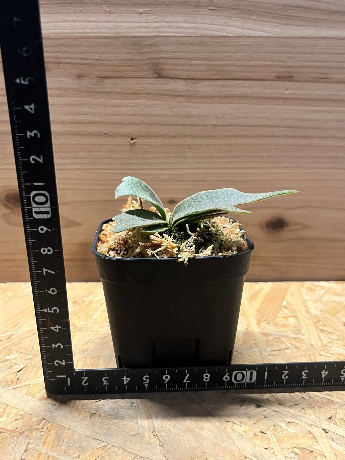 ビカクシダ ジェニー | GREEN LUCK