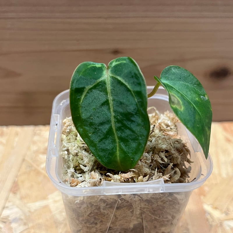 アンスリウム カーラブラッキー | GREEN LUCK