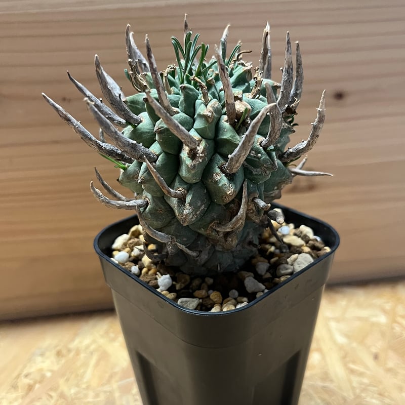 週末セール 闘牛角 E.闘牛角 19 – TaiShoDo ONLINE SHOP