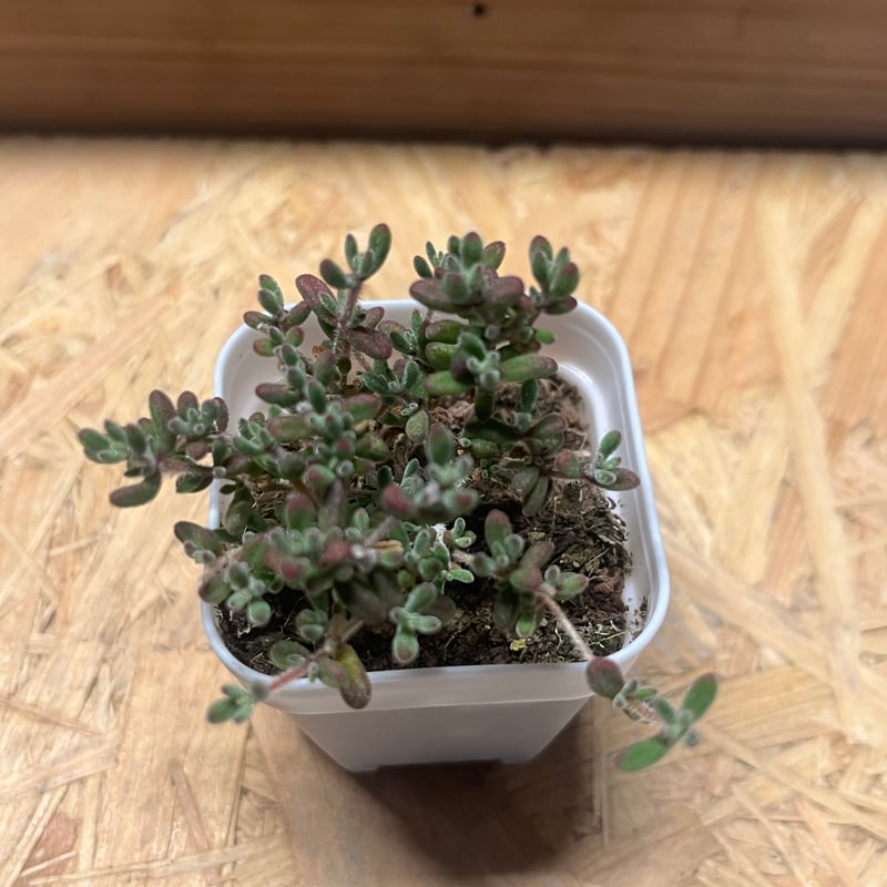 ドロサンテマム sp.Skilpad | GREEN LUCK