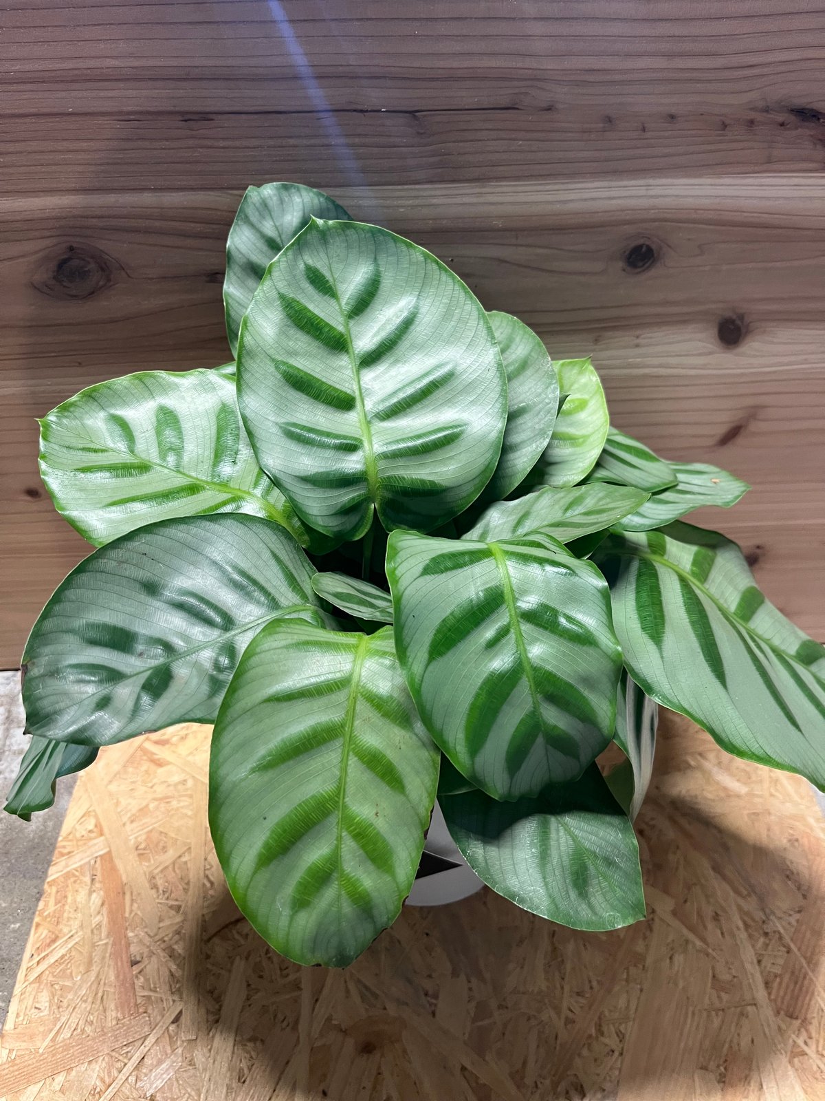 カラテア ゲッペルディア ベラ カリーナ | GREEN LUCK