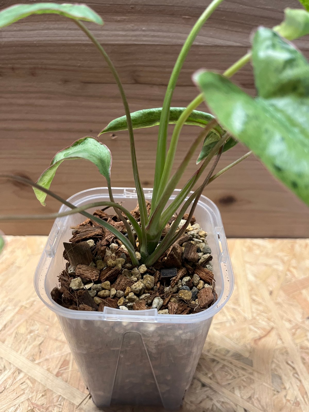 フィロデンドロン パライソベルデ バリエガータ | GREEN LUCK