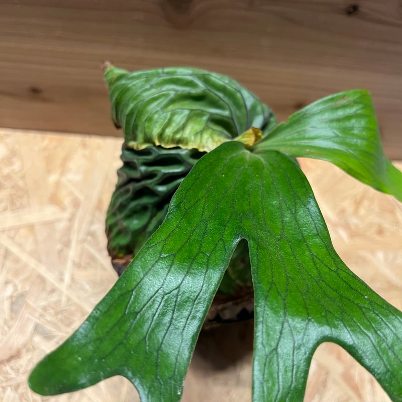 ビカクシダ　観葉植物　マダガスカリエンセ　子株 ビカクシダ・マダガスカリエンセのオリジナルクローン〔OC〕株