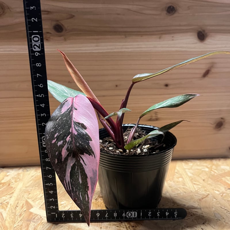 フィロデンドロン ピンクプリンセス ギャラクシー | GREEN LUCK