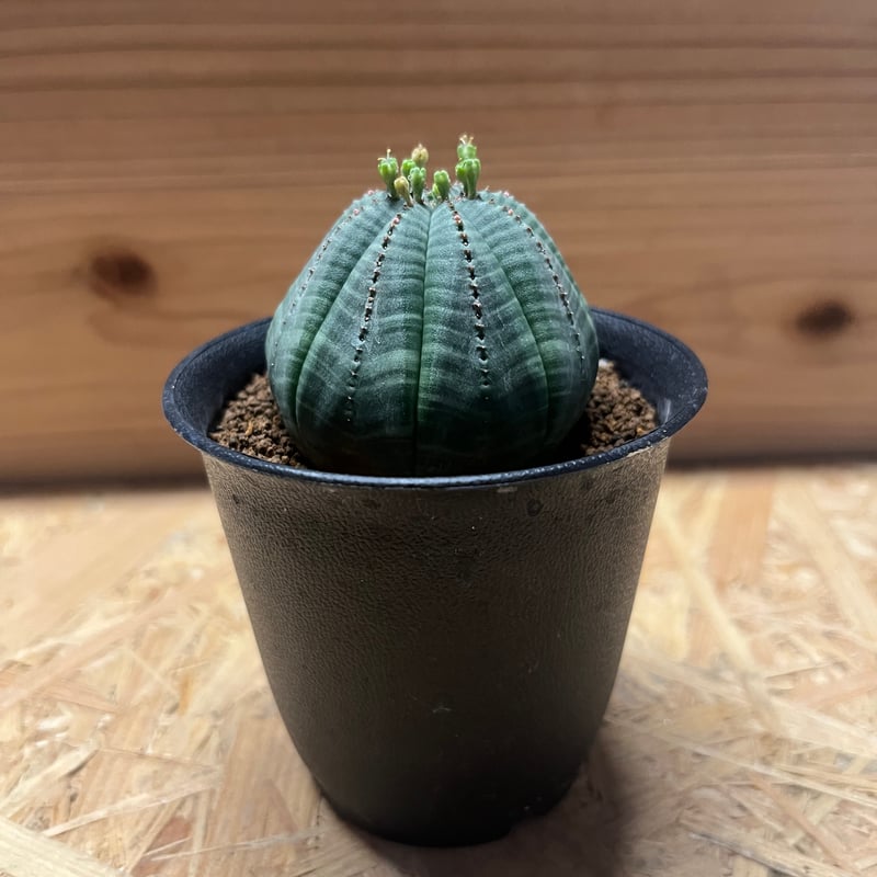 ユーフォルビア　オベサ ユーフォルビア・オベサ | Botanical Archive | 今すぐ購入 | 非常に希少 |