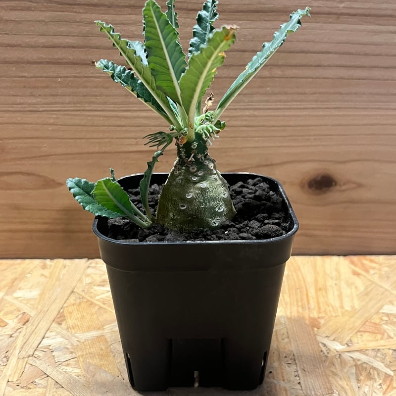 ドルステニア ラブラニー | GREEN LUCK