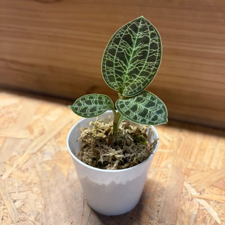 ジュエルオーキッド　マコデスペトラ
