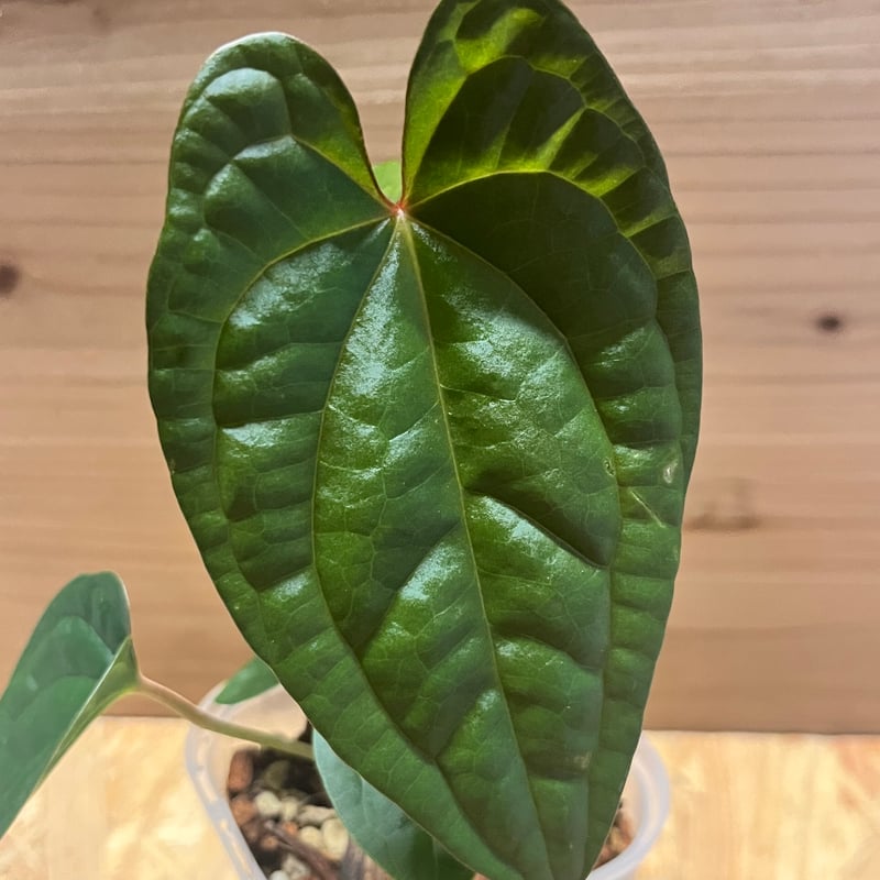 アンスリウム パピリラミナム 'ワイルド レッドベイン'×ルクスリアンス