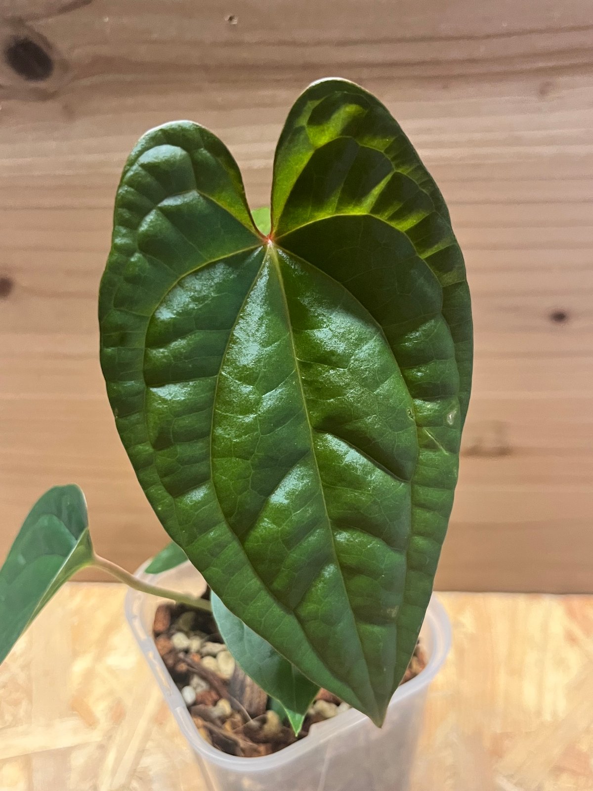 アンスリウム パピリラミナム 'ワイルド レッドベイン'×ルクスリアンス