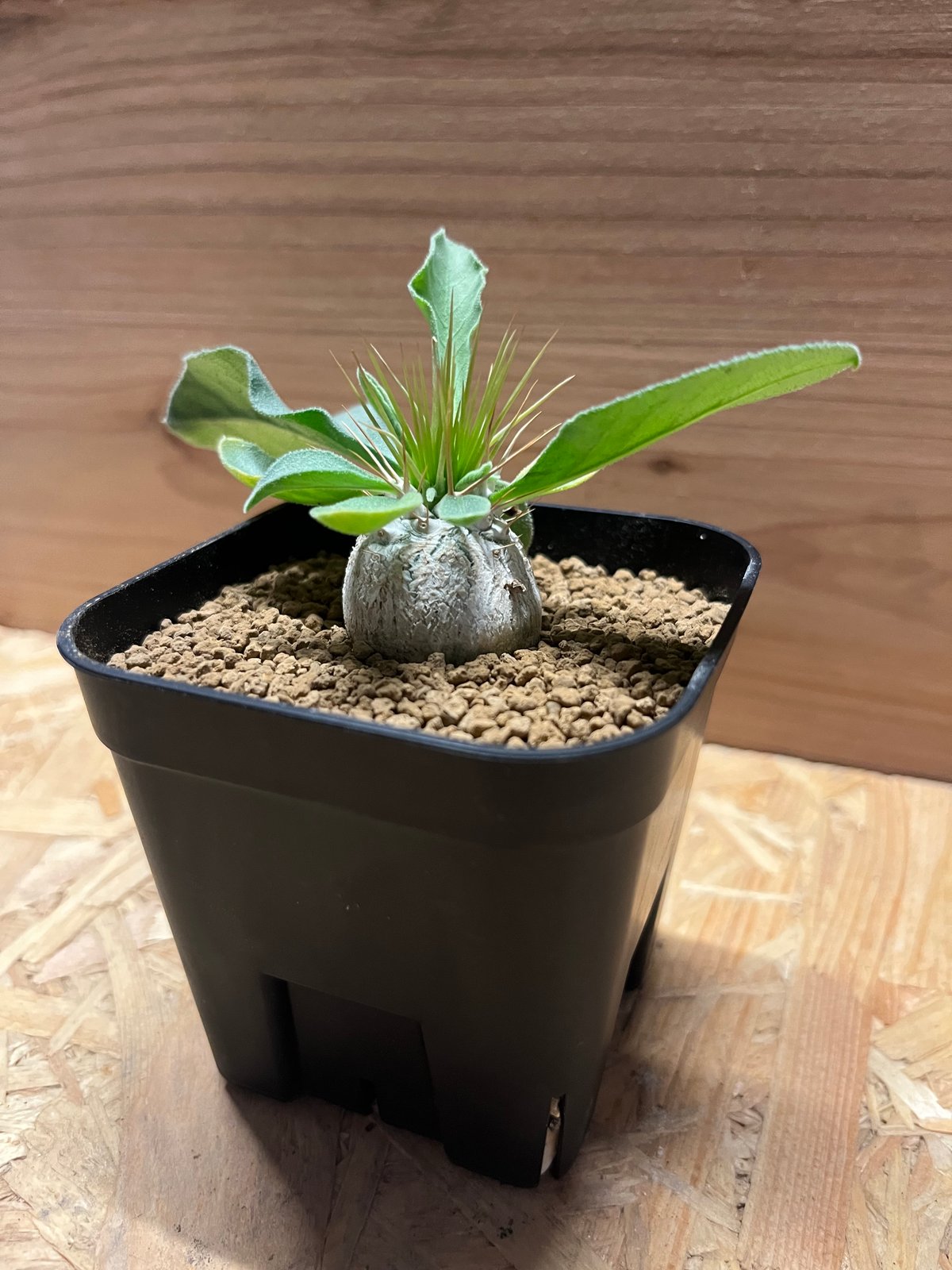 パキポディウム　ナマクアナム　光堂　実生株14 Pachypodium namaquanum【パキポディウム・ナマクアナム・光堂